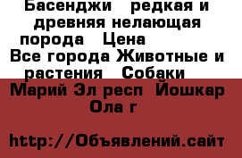 Басенджи - редкая и древняя нелающая порода › Цена ­ 50 000 - Все города Животные и растения » Собаки   . Марий Эл респ.,Йошкар-Ола г.